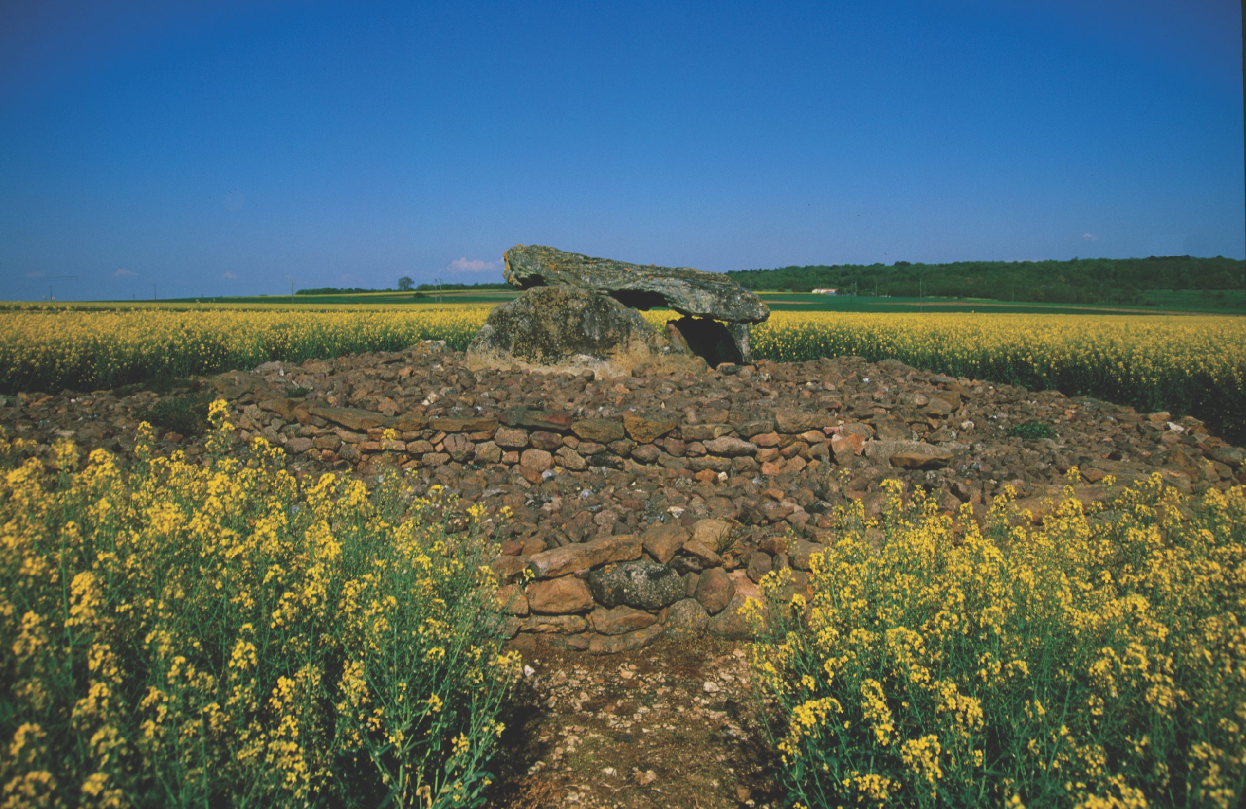 Le dolmen E 145 et les restes de son tumulus, nécropole de Monpalais à Taizé (Deux-Sèvres)