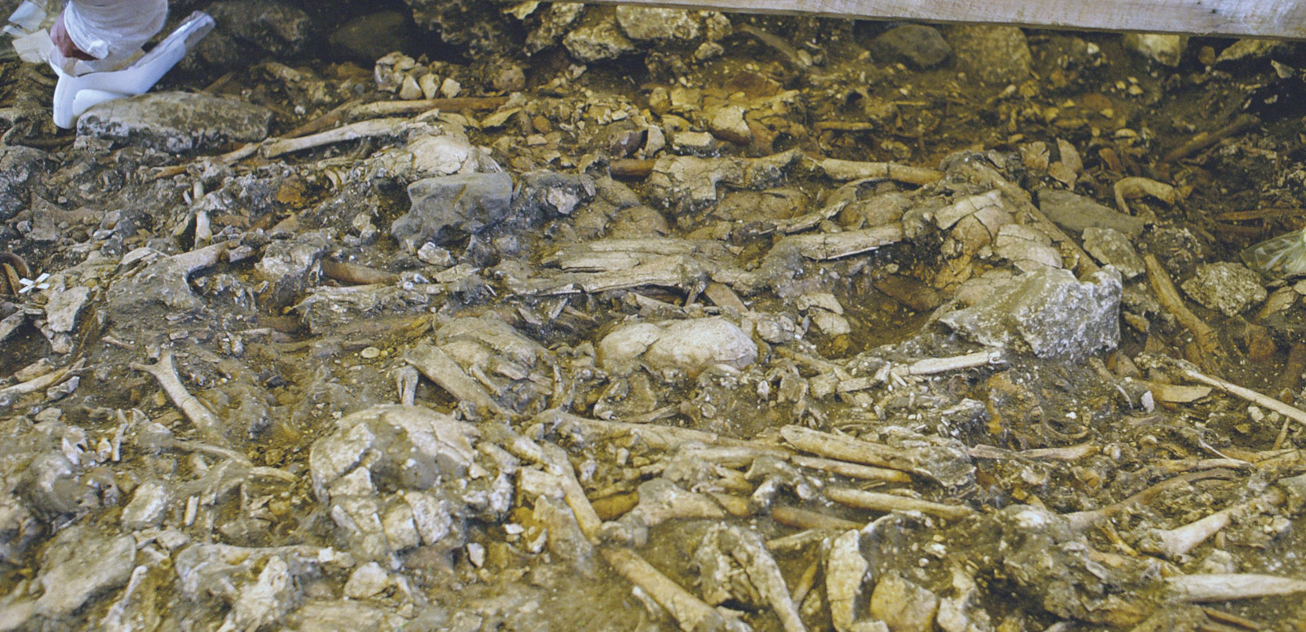 Ossements retrouvés dans la couche de l’allée sépulcrale de Bazoches-sur-Vesles (Aisne)