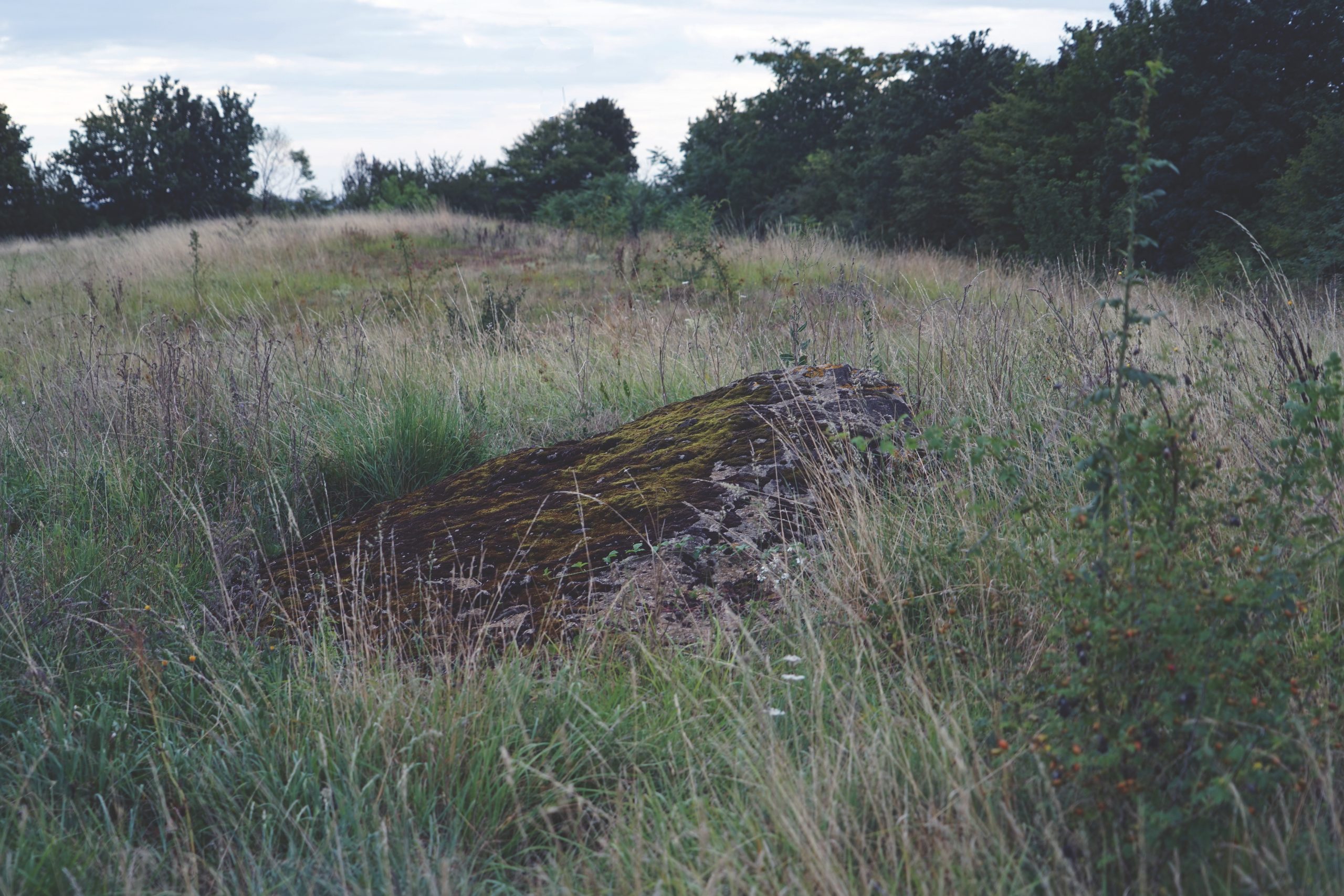 De grandes dalles affleurant au sommet du tumulus de la Motte des Justices, Thouars (Deux-Sèvres)