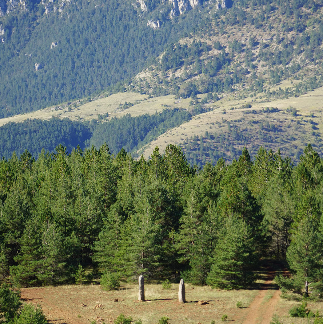 Les menhirs des Bondons parfois groupés par deux, en Lozère (Occitanie). 