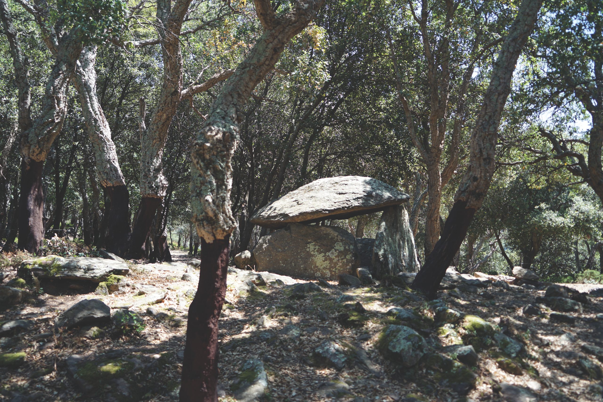 Le dolmen de la Siureda dans son environnement à Maureillas-las-Illas (Pyrénées-Orientales)