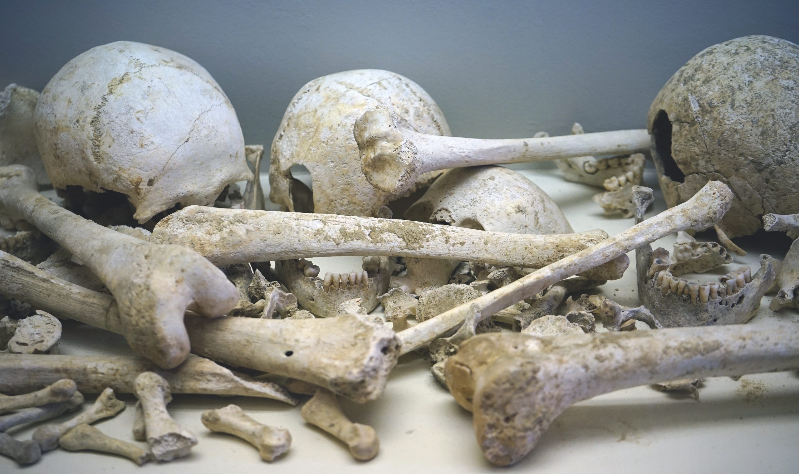 Quelques ossement recueillis dans l'hypogée de l'Homme-Mort à Tinqueux (Marne)