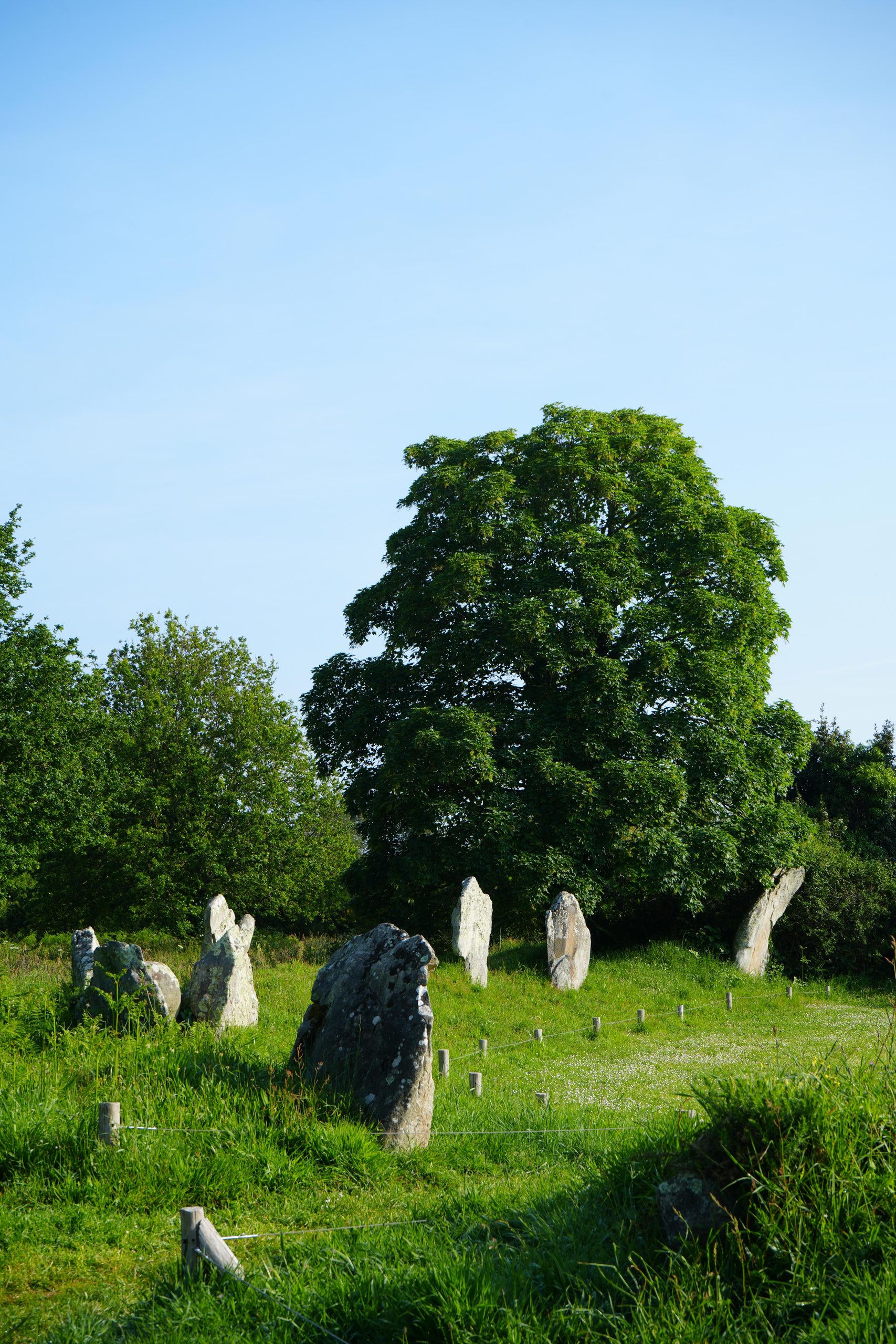 Des menhirs de l’enceinte de Kergonan à l'Île-aux-Moines (Morbihan).
