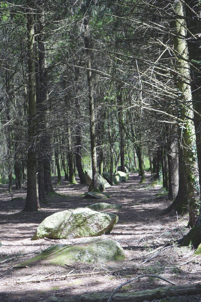 Blocs, certains couchés, des alignements de Kersolan à Languidic (Morbihan)