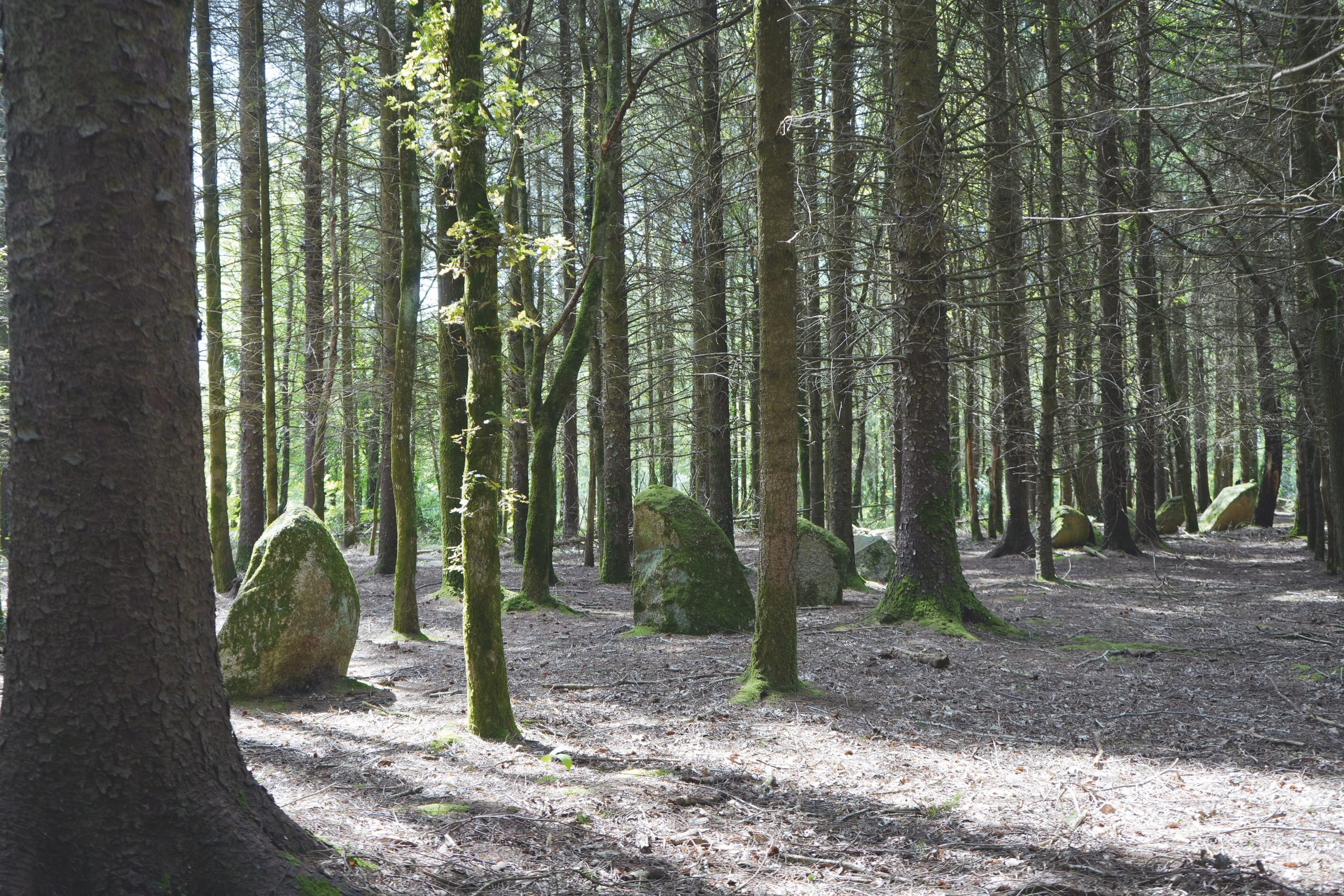 Blocs, épars dans la forêt, des alignements de Kersolan à Languidic (Morbihan)