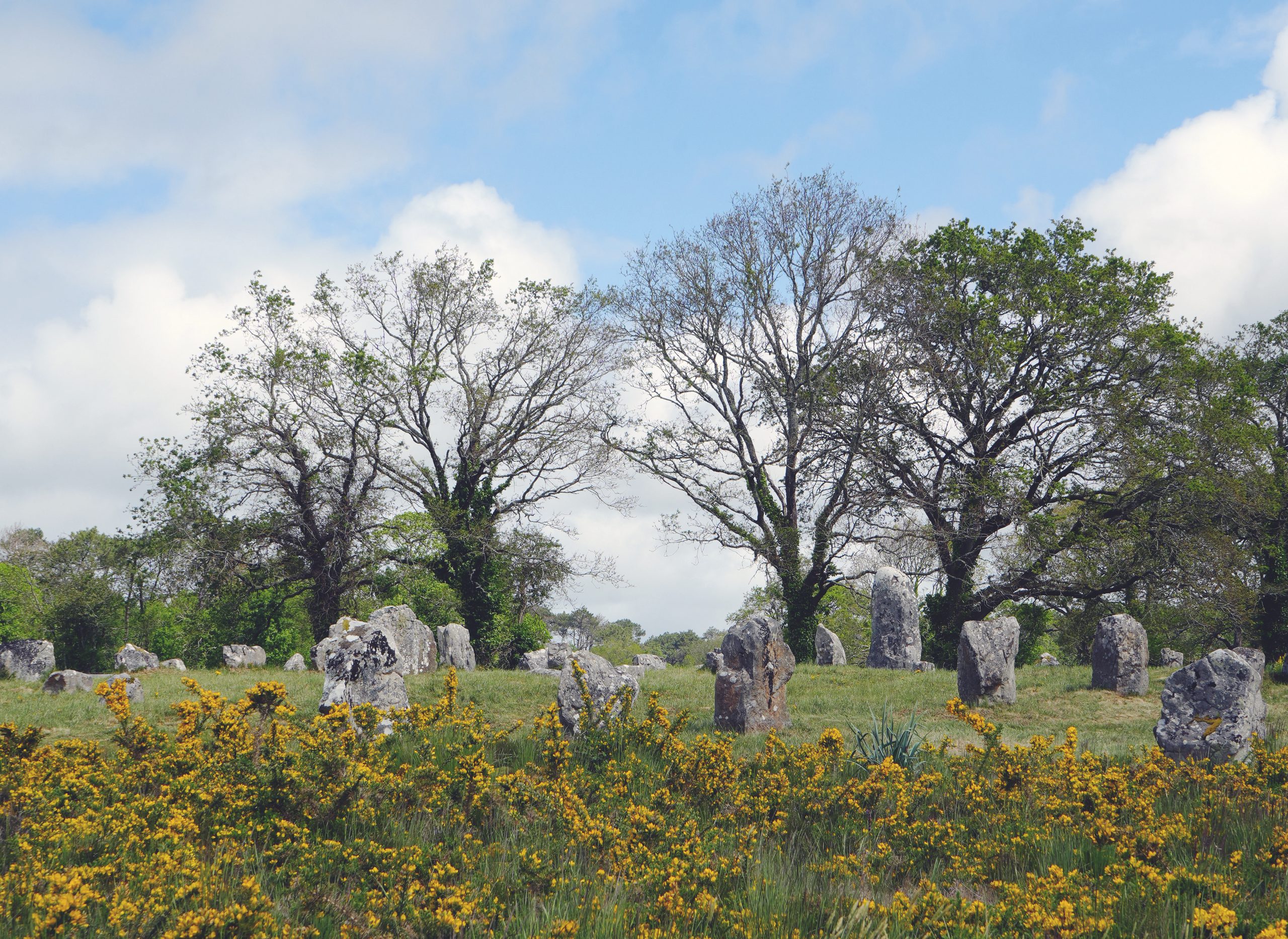 Menhirs, parmi les arbres, des alignements de Carnac (Morbihan)