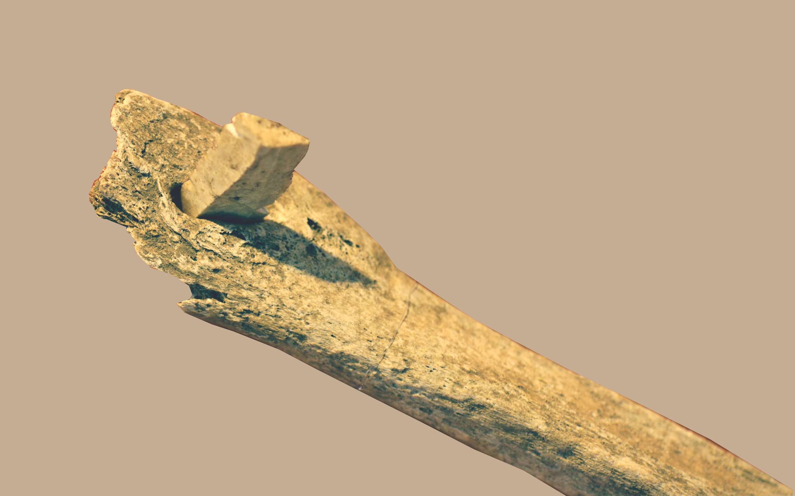 Pointe de flèche dans un ossement (Musée de Rodez)