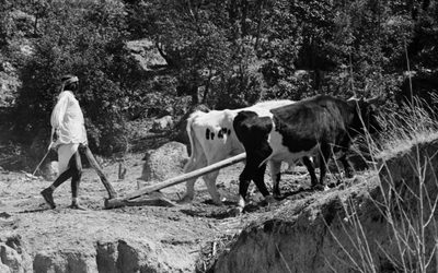 L’araire