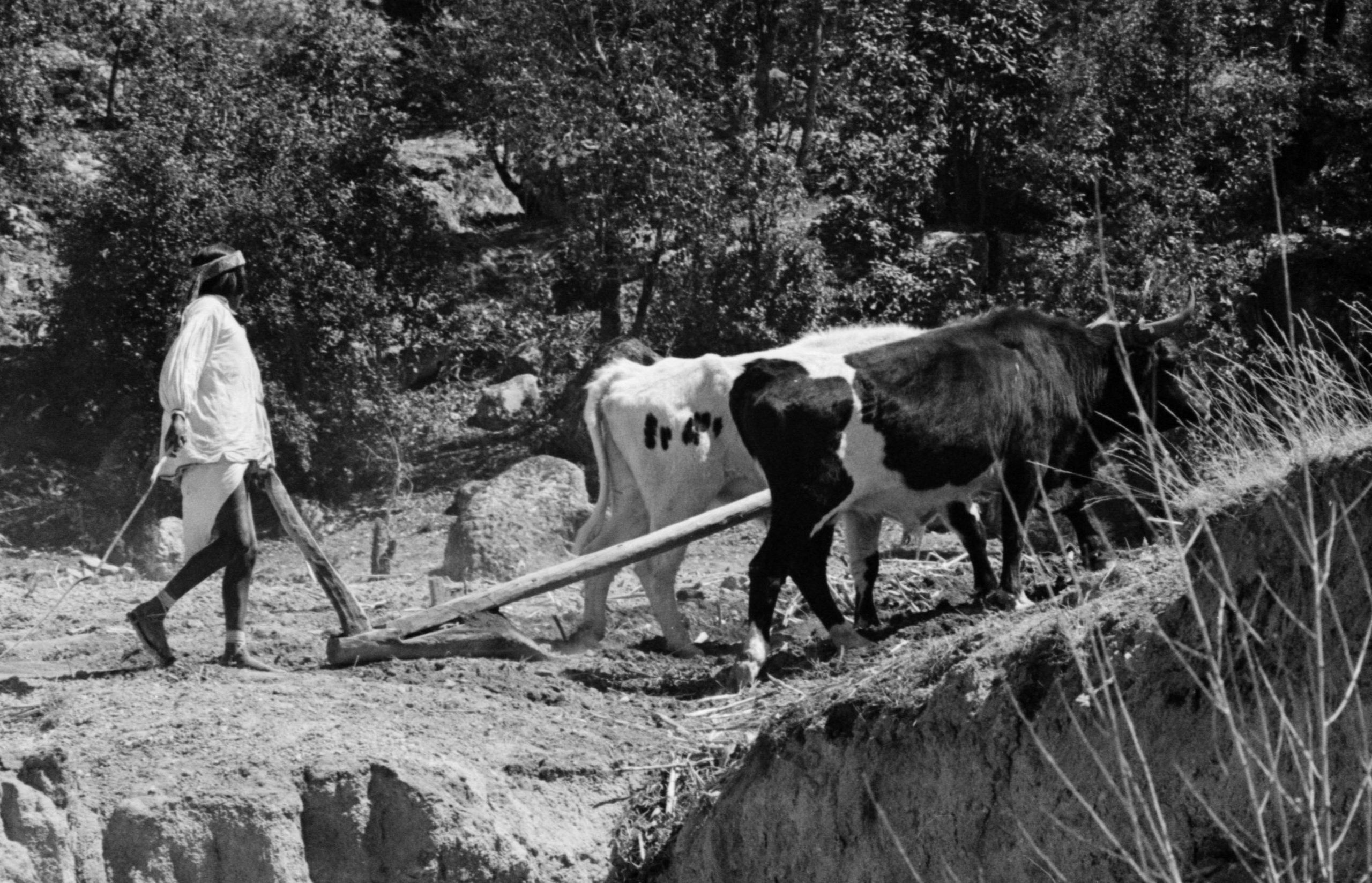Photo montrant l’utilisation récente d’un araire par un indien mexicain.